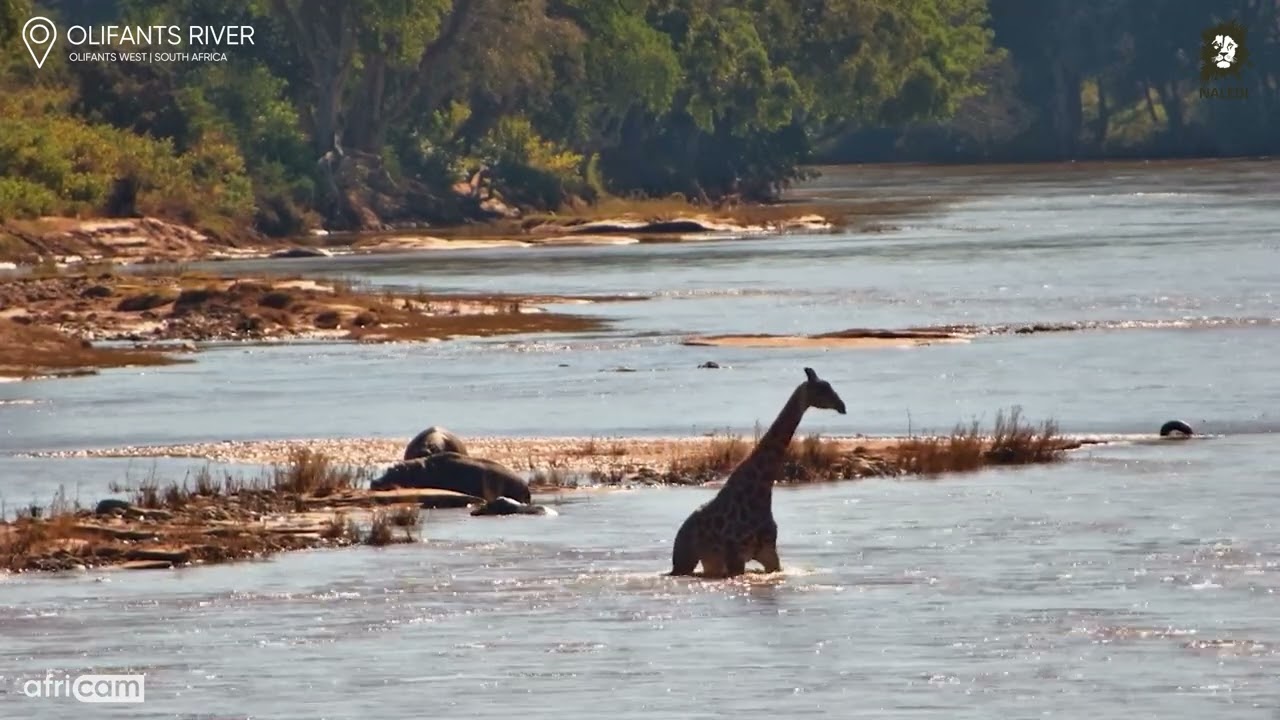 Giraffe Crosses the River to Reunite with a Friend