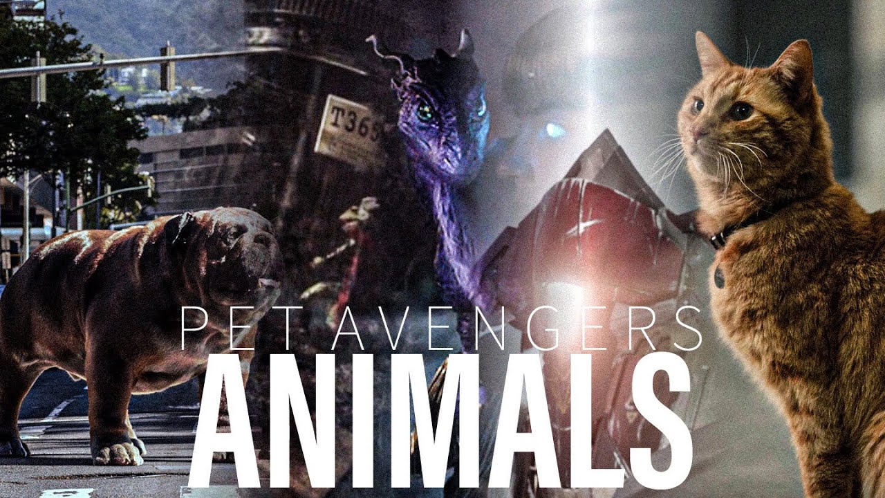 Pet Avengers || Animals