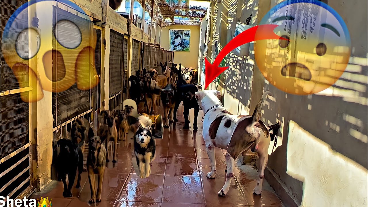 سلطان في مزرعة ابو نور مواجهة كل كلاب المزرعة تحدي (٢٤ ساعة في مزرعة كلاب😱🐶)
