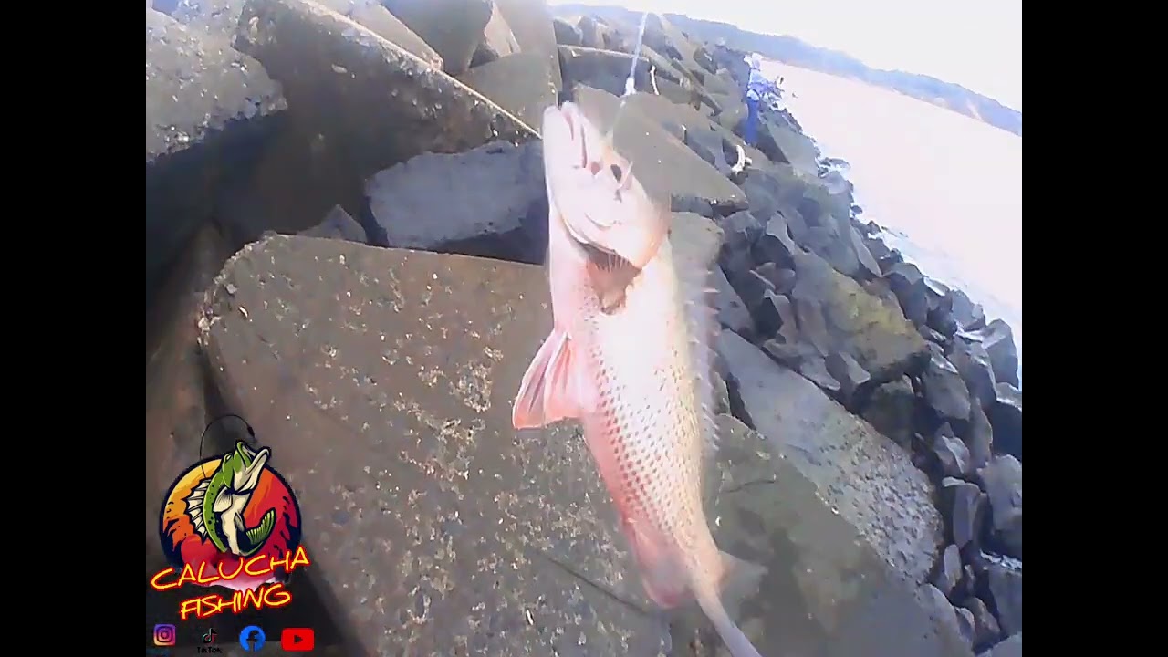 Pesca de orilla || pesca de pargos (cubera)