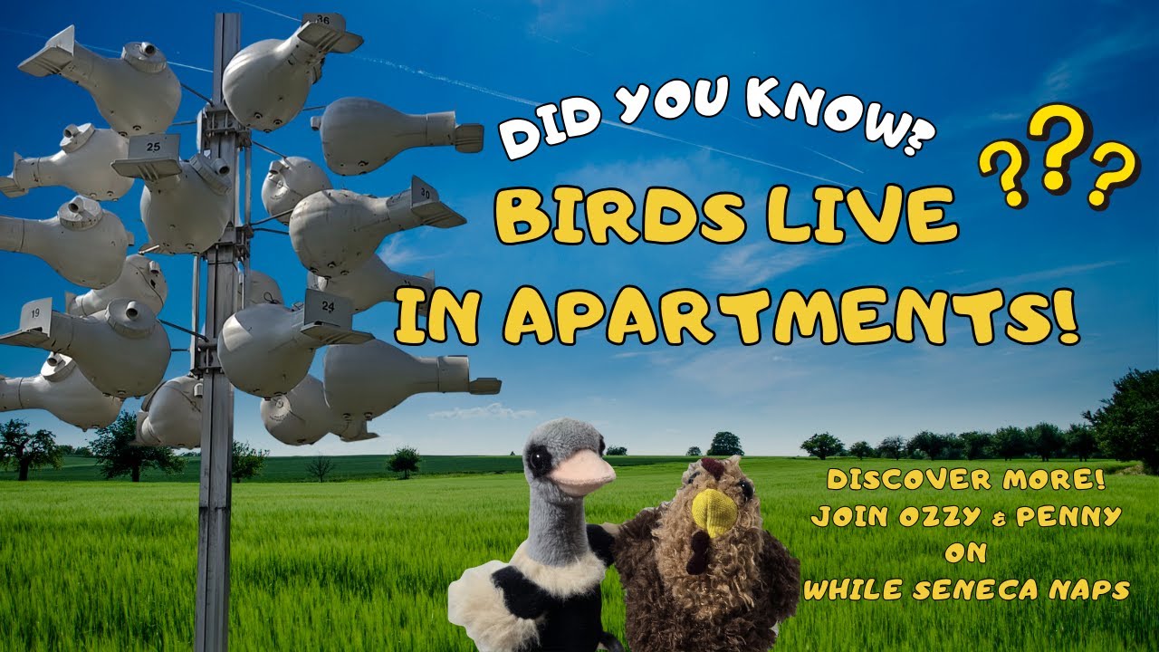 Birds Live in Apartments Short
