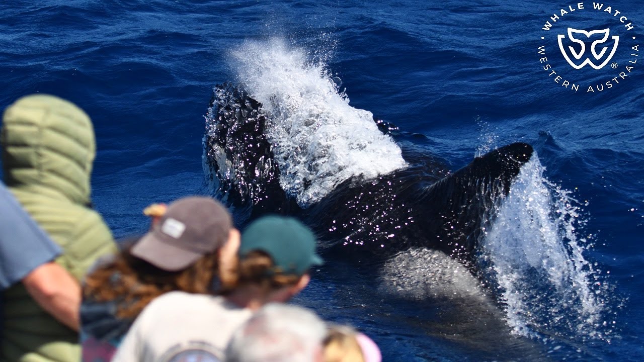 Bremer Bay Killer Whale Watching