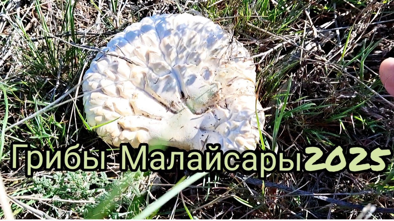 ТИХАЯ ОХОТА В СТЕПЯХ КАЗАХСТАНА =//=БЕЛЫЙ СТЕПНОЙ ГРИБ =//=ВЕШЕНКА СТЕПНАЯ