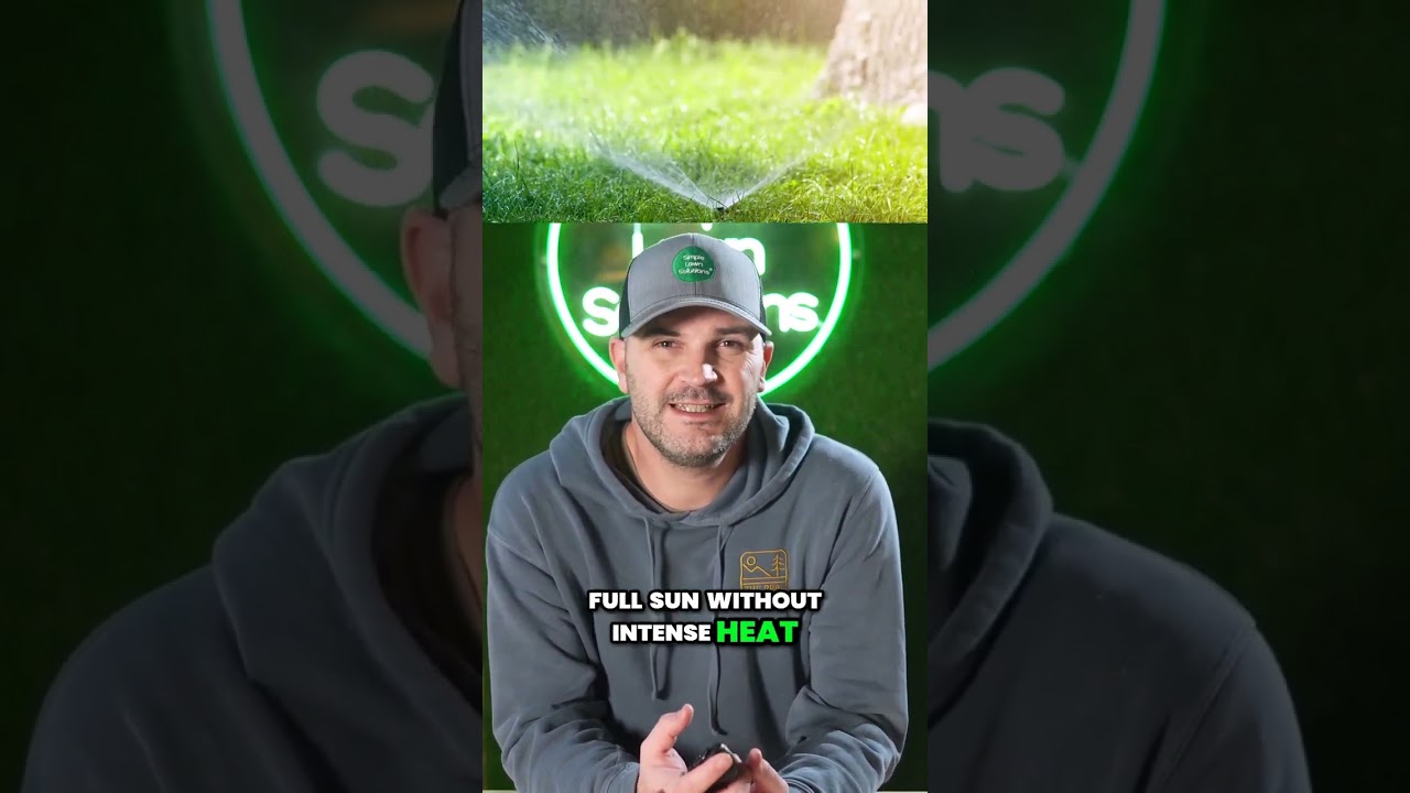 Kentucky Bluegrass vs. Tall Fescue