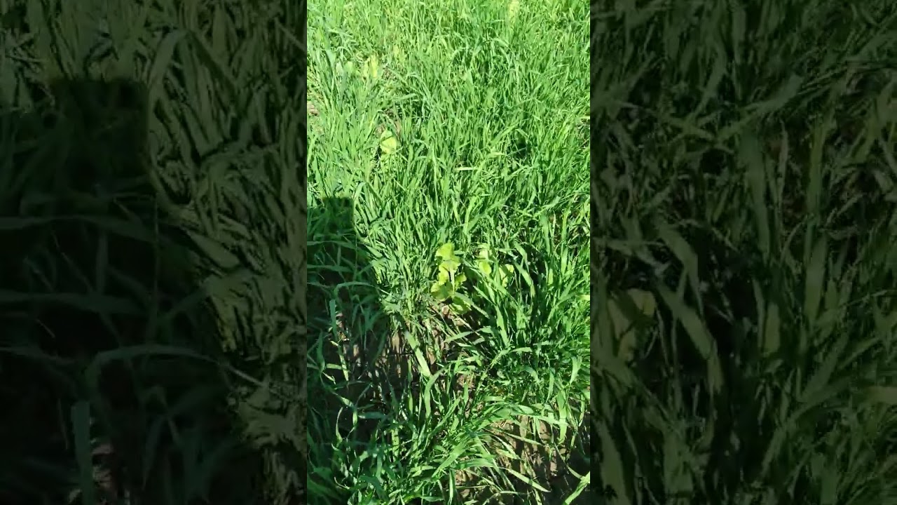 Ezrail Gehu veraity Dg 09 ki shaandar fasal co.6395207413