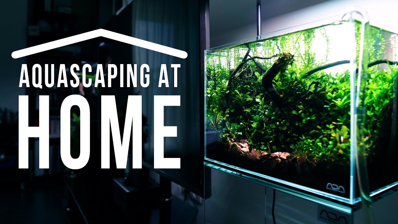 Aquascaping at HOME - Nature Style Planted Aquarium | Monday Maintenance Movies