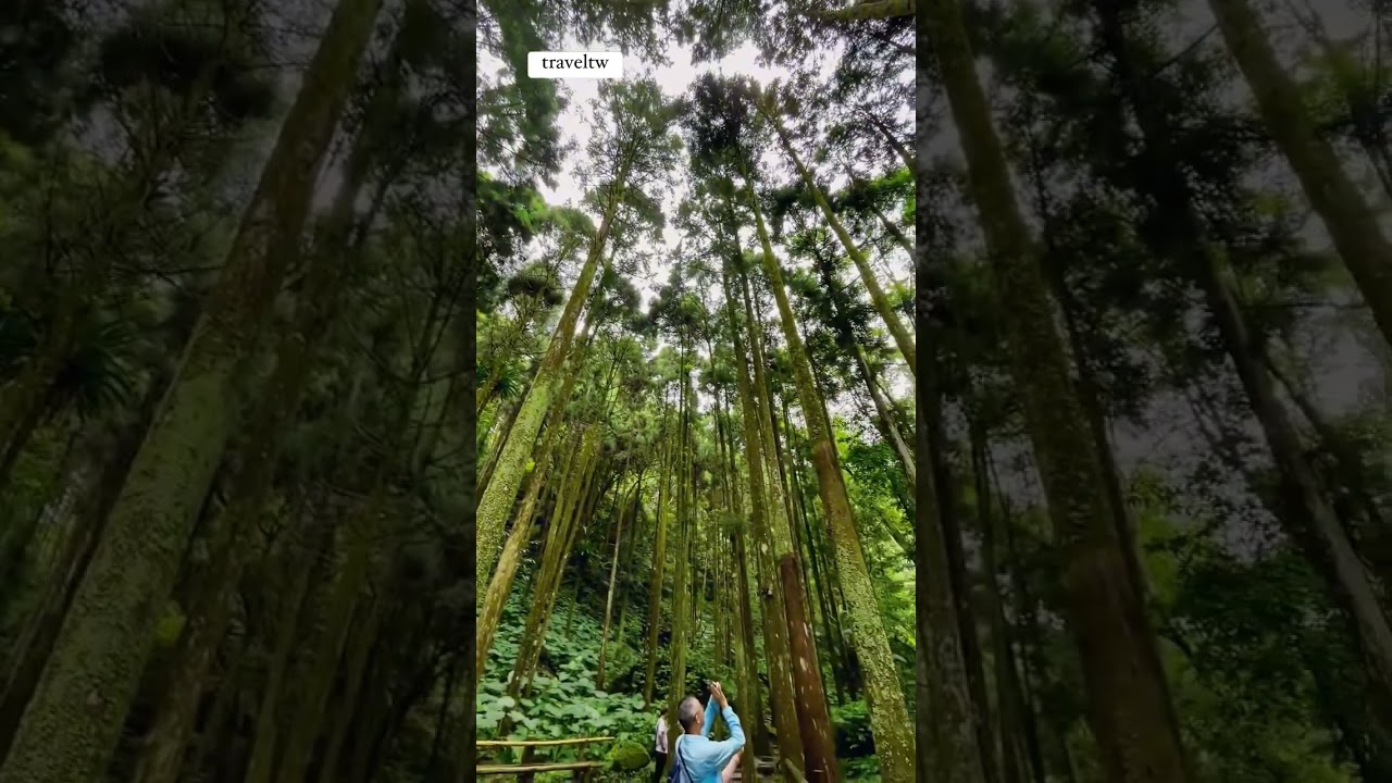 Mautu Discovery Forests