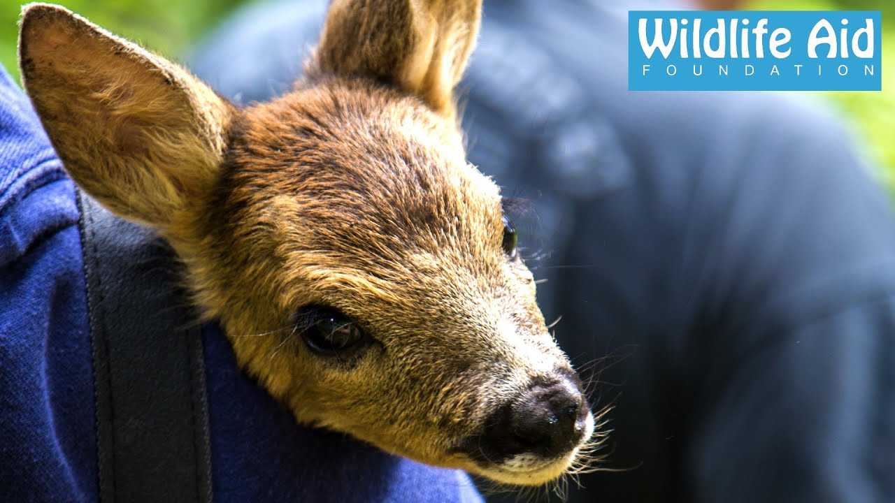 The Baby Deer that didn't need Rescuing!