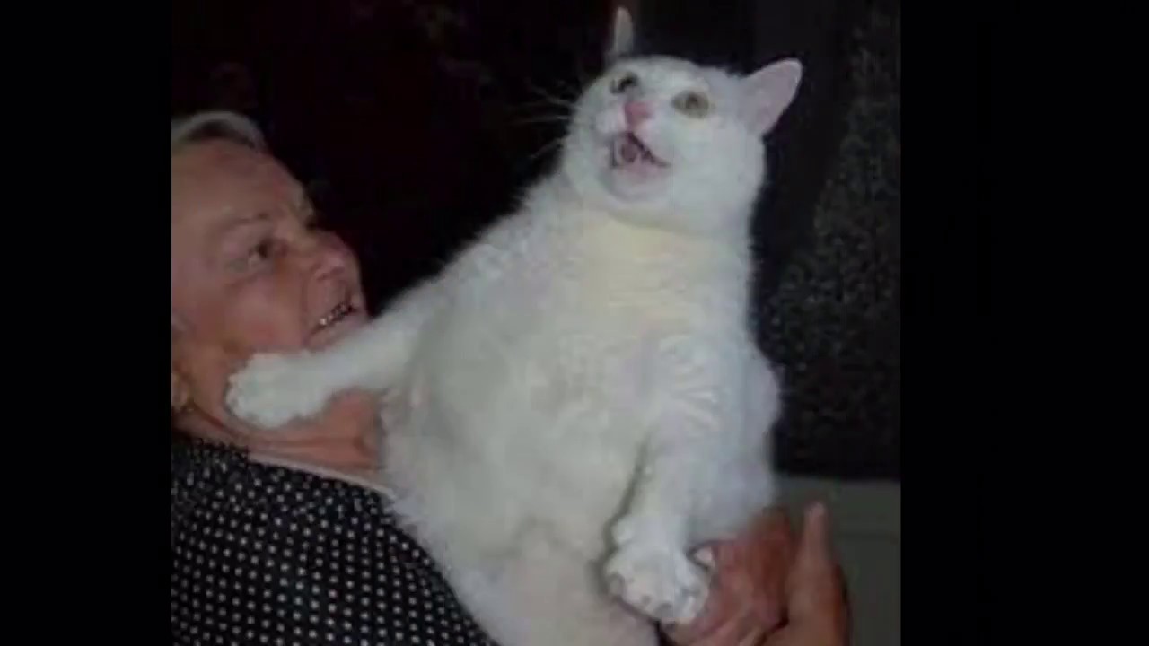 You Meowed in the Wrong Neighborhood