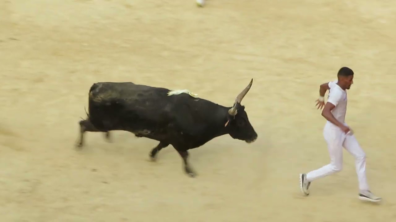 Mauguio 2024 - Le taureau Lucifer de la manade Paulin