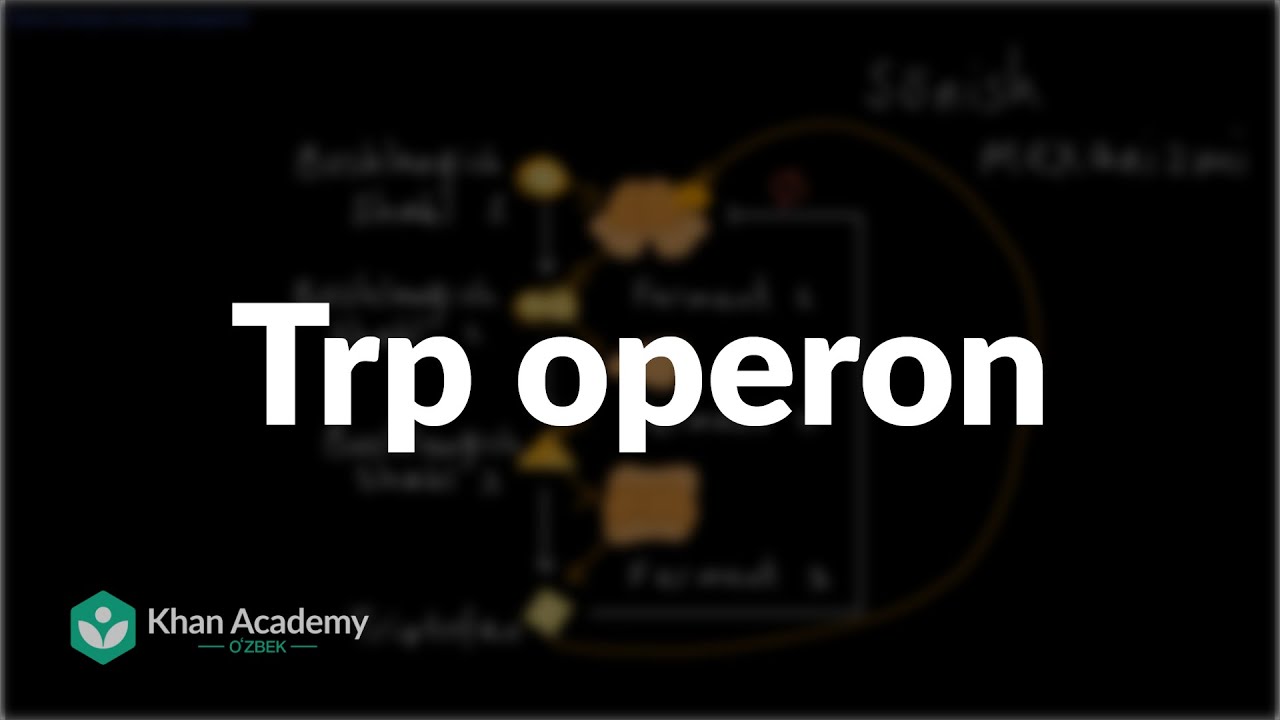 Trp operon | Gen boshqaruvi | Biologiya