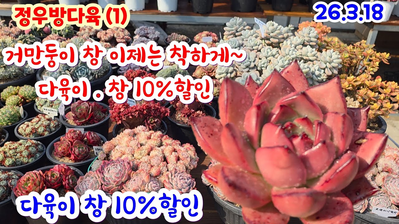 정우방다육(1) 거만둥이였던 창 이젠 착하게 10%할인 핑크다이아몬드 크림슨로터스 레드실크