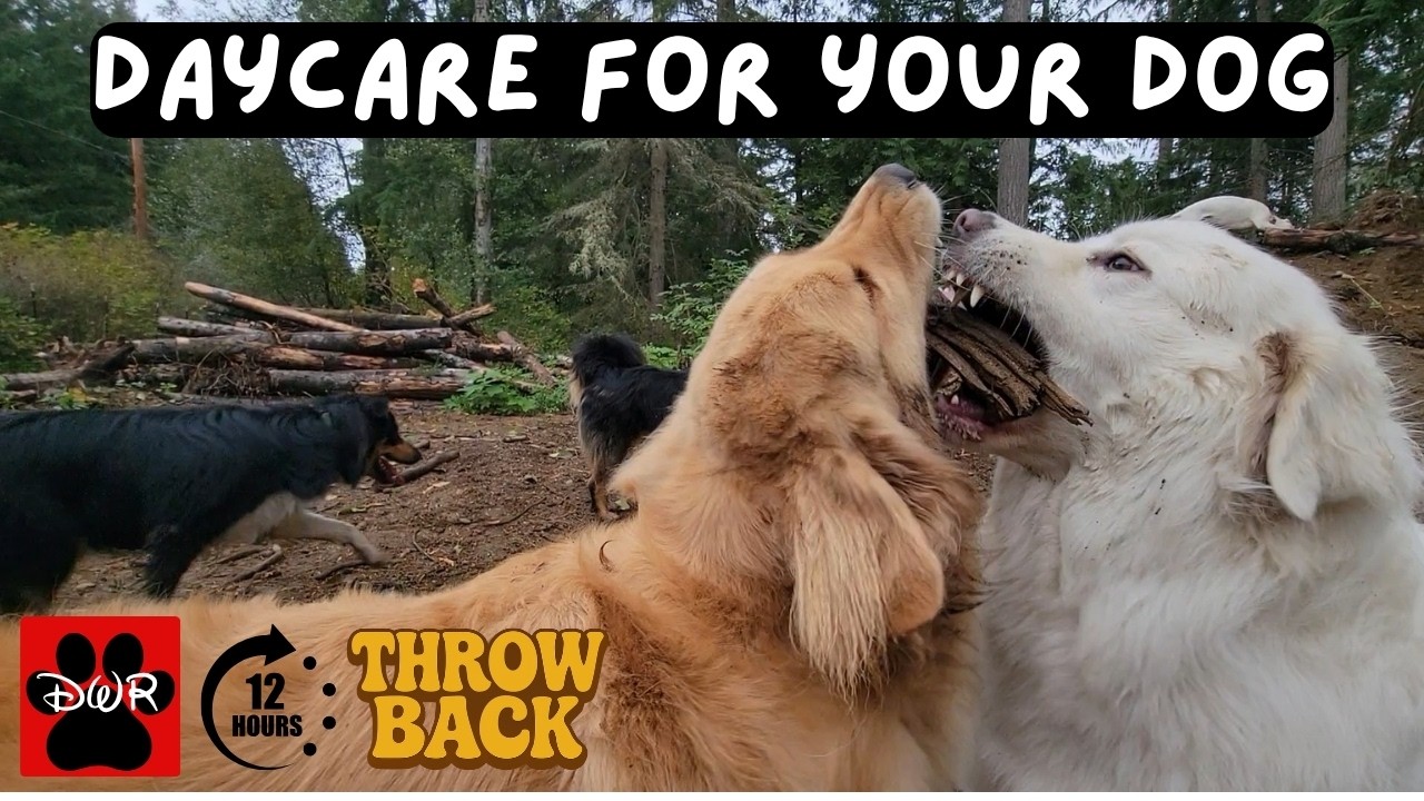 DOG TV 12 Hours 🐕 Adventures for Dogs | Keeps Dogs Calm & Entertained