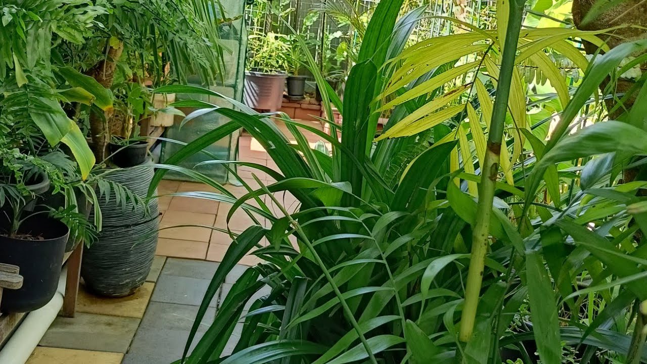Gardening Ideas - My minimalist garden in my backyard