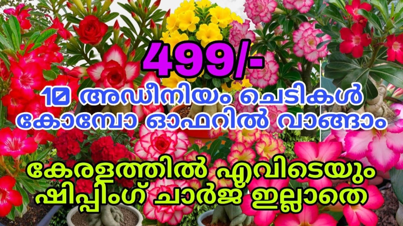 🔥🌺😍കിടിലൻ അവസരം 10 അഡീനിയം ചെടികൾ വെറും 499 രൂപയ്ക്ക് #reels #viral #trending #shorts
