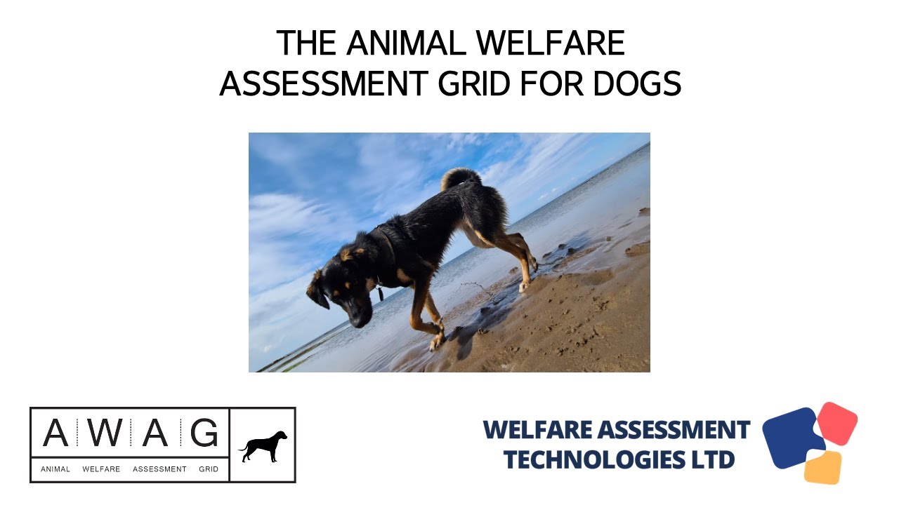 Maddie's Insights Animal Welfare Assessment Grid - webcast 11/13/25