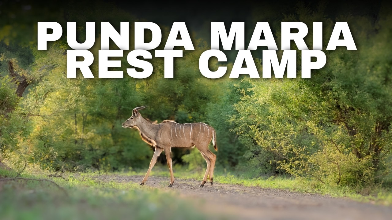 Punda Maria Rest Camp | Accommodation Kruger National Park | Full Camp Tour & Review