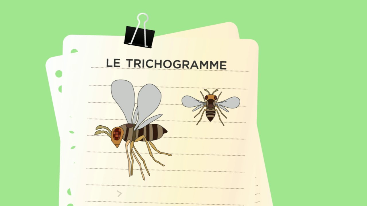 Comment agissent les trichogrammes pour lutter contre les ravageurs : exemple avec Trichotop Max