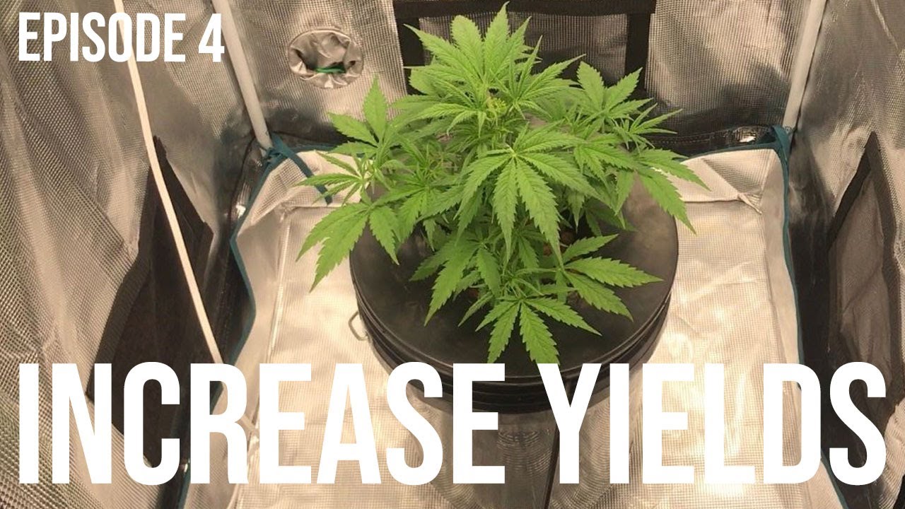 How to FIM/Top to Increase Yields - Seed to Harvest - How to Grow Weed EP.4