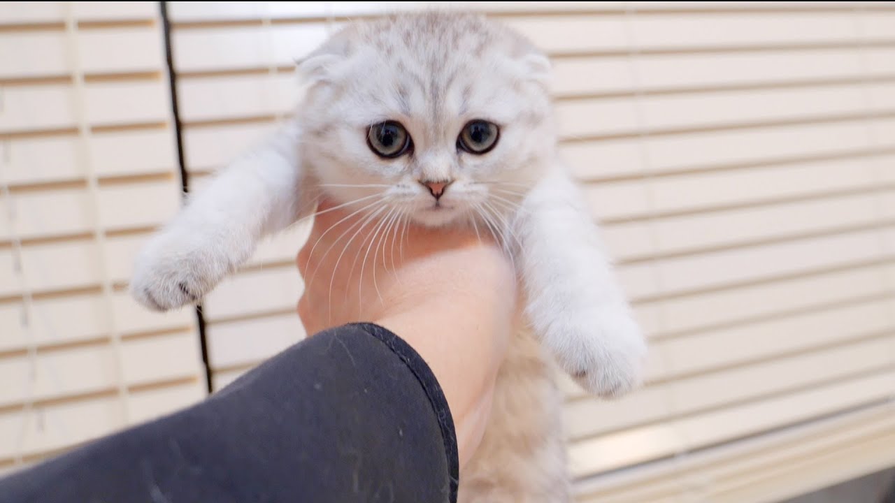 Котенок, который сделал что-то не так и его послушно забрали, был таким милым!