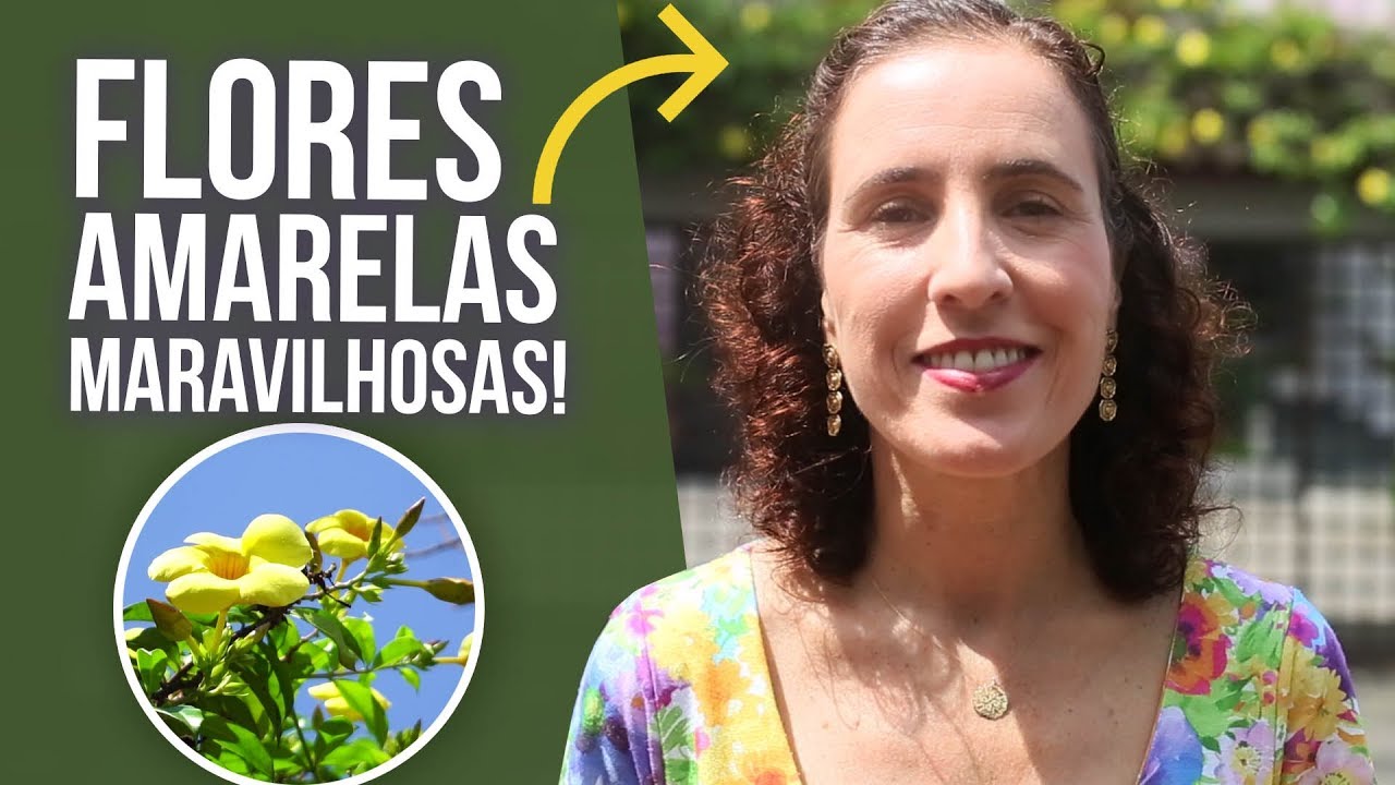 Como cultivar Alamanda | Nô Figueiredo