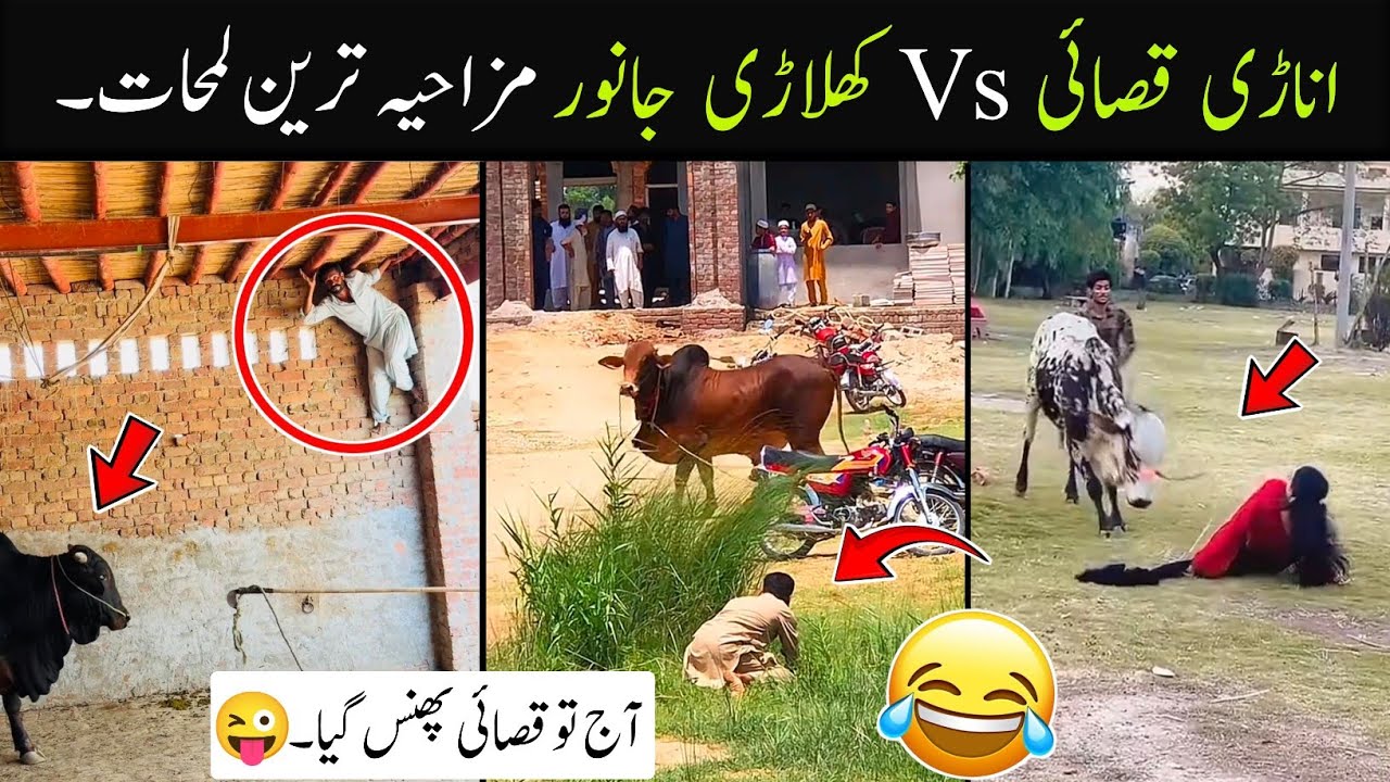 Anari Qasai Vs Khiladi Qurbani Animals Funny Videos 😜😂 | Funny Qurbani Animals 2026