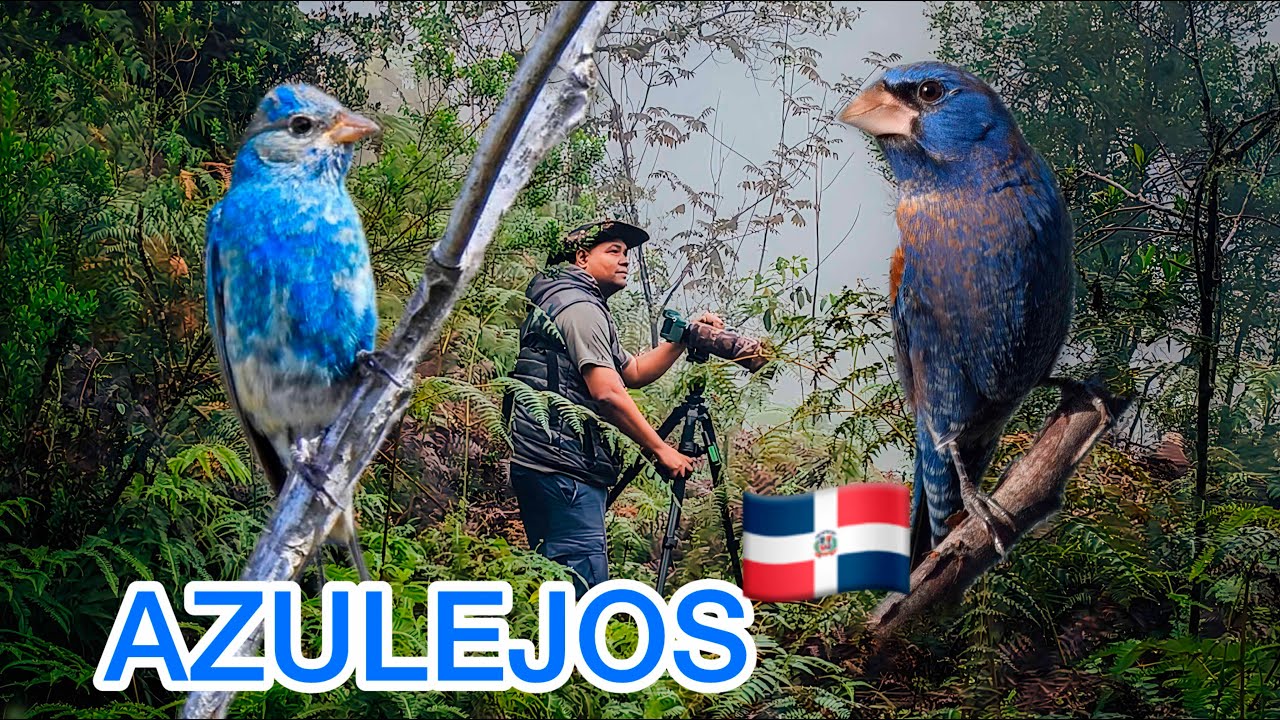 Los AZULEJOS,  DOS AVES AZULES que VISITAN República Dominicana