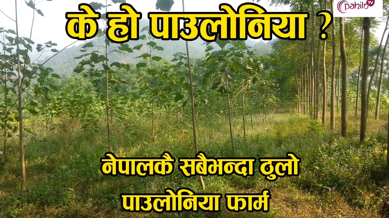 नेपालमा पाउलोनियाको व्यावसायिक खेती || Paulownia Cultivation in Nepal