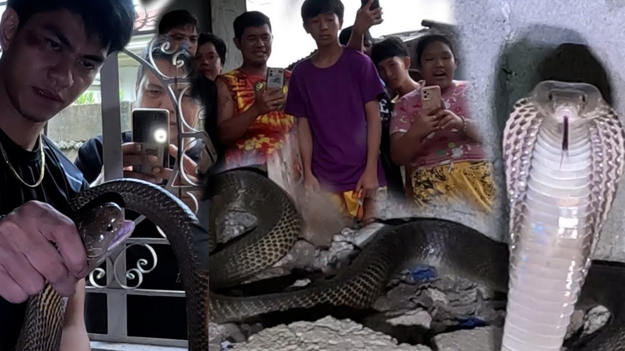 LOOB NG BAHAY NA ANG GUSTONG LUNGAAN NG MGA COBRA