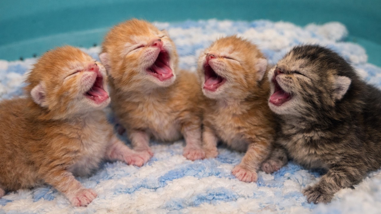 Только родились… И уже зовут маму 🐱🥹