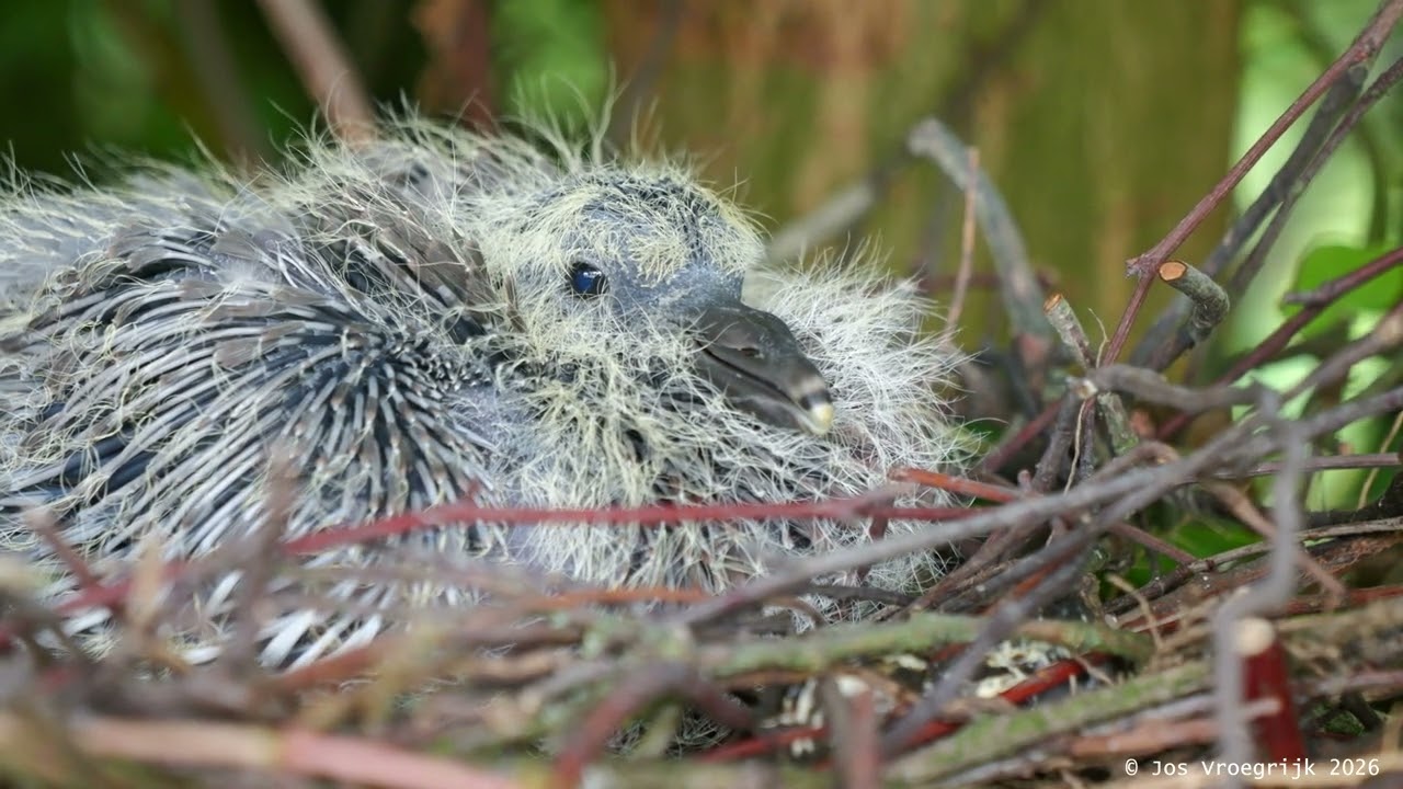 Houtduif met jong in een knotwilg | Wood Pigeon with chick in a pollard willow