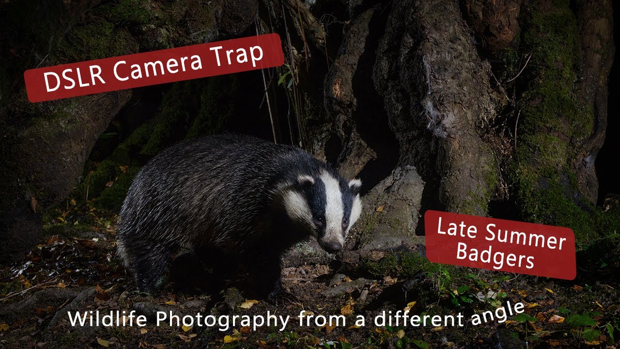 DSLR Camera trap - Late Summer Badgers