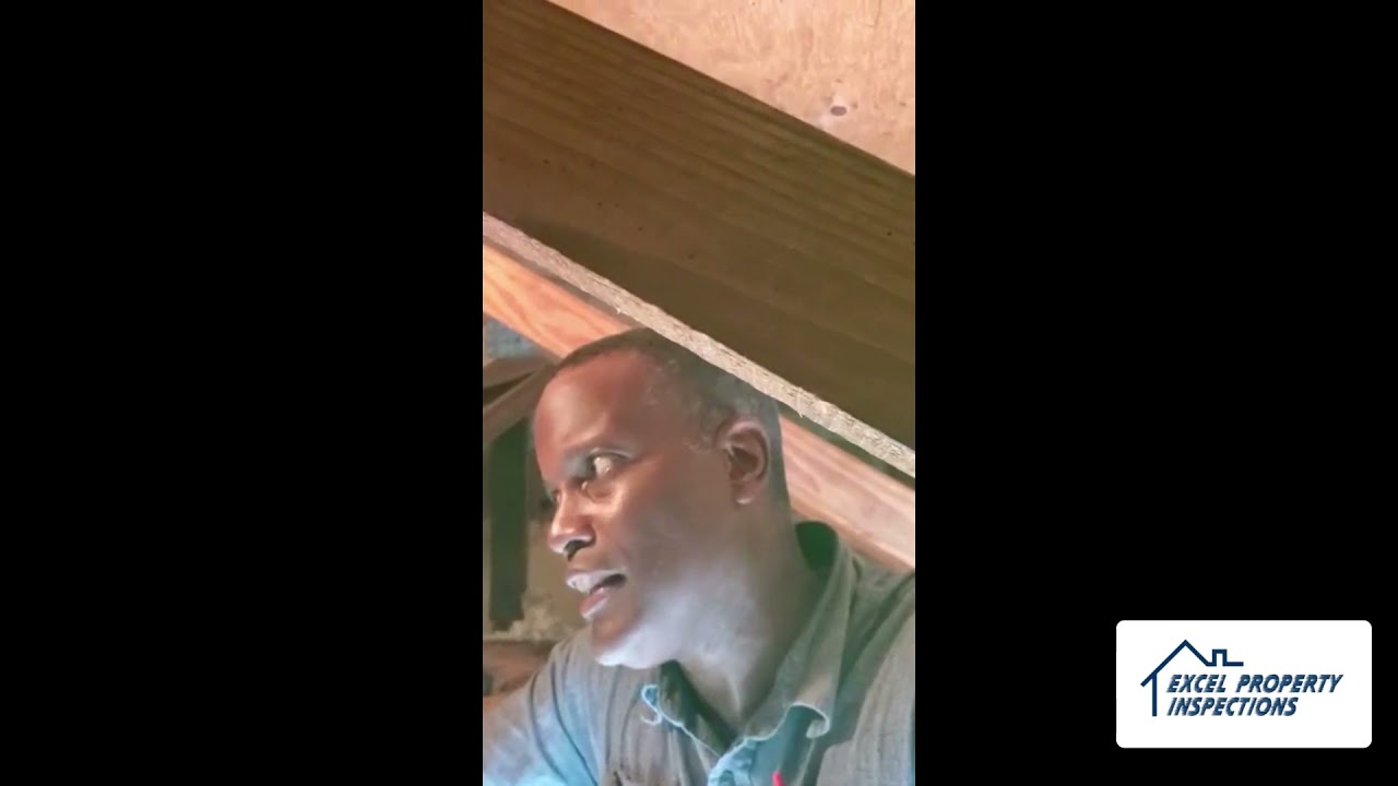 Termites in the Attic? | Excel Property Inspections