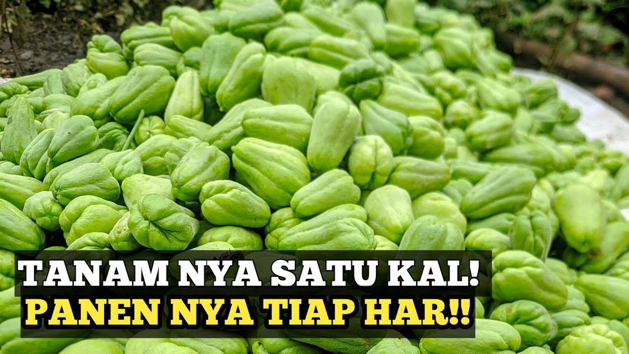TANAM SATU KALI PANEN TIAP HARI BUDIDAYA LABU SIAM BEBY ACAR Cepat CUAN