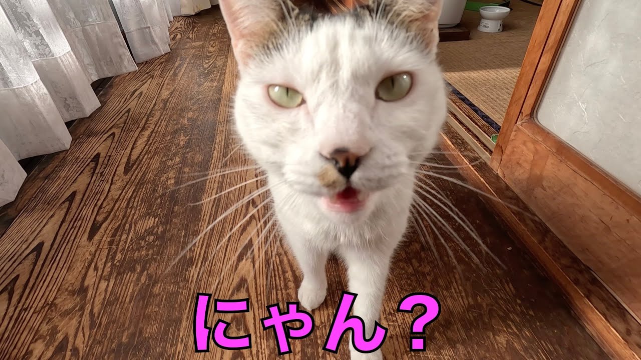 保護猫ナターシャの529日目：ひなたでにゃん