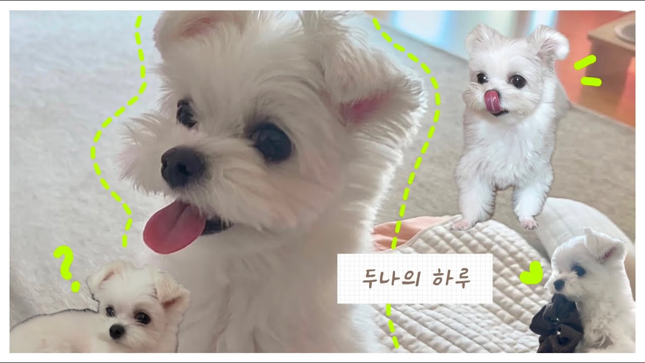 대문자 I 강아지의 하루는 어떨까?