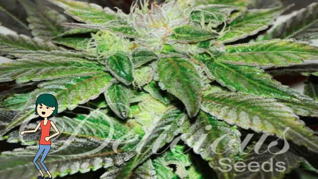 Sugar Candy &ndash; Delicious Seeds