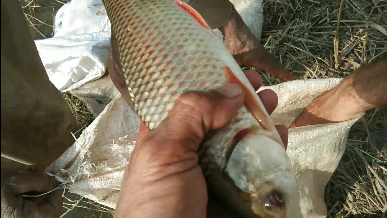 Fish hunting and shifting in village#fishing #fishinglife #fish #hunt