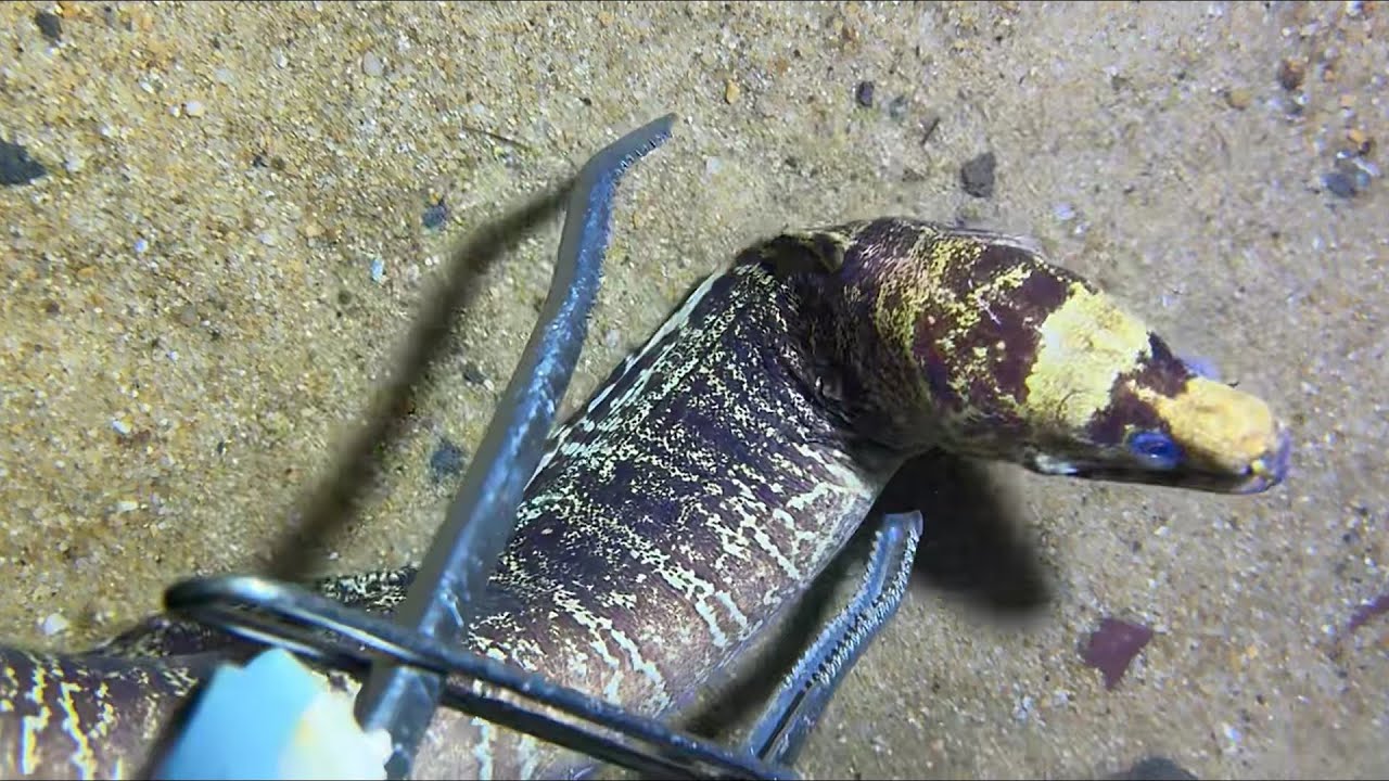 Diving under the sea to catch eels, crabs and sea cucumbers | Part 70