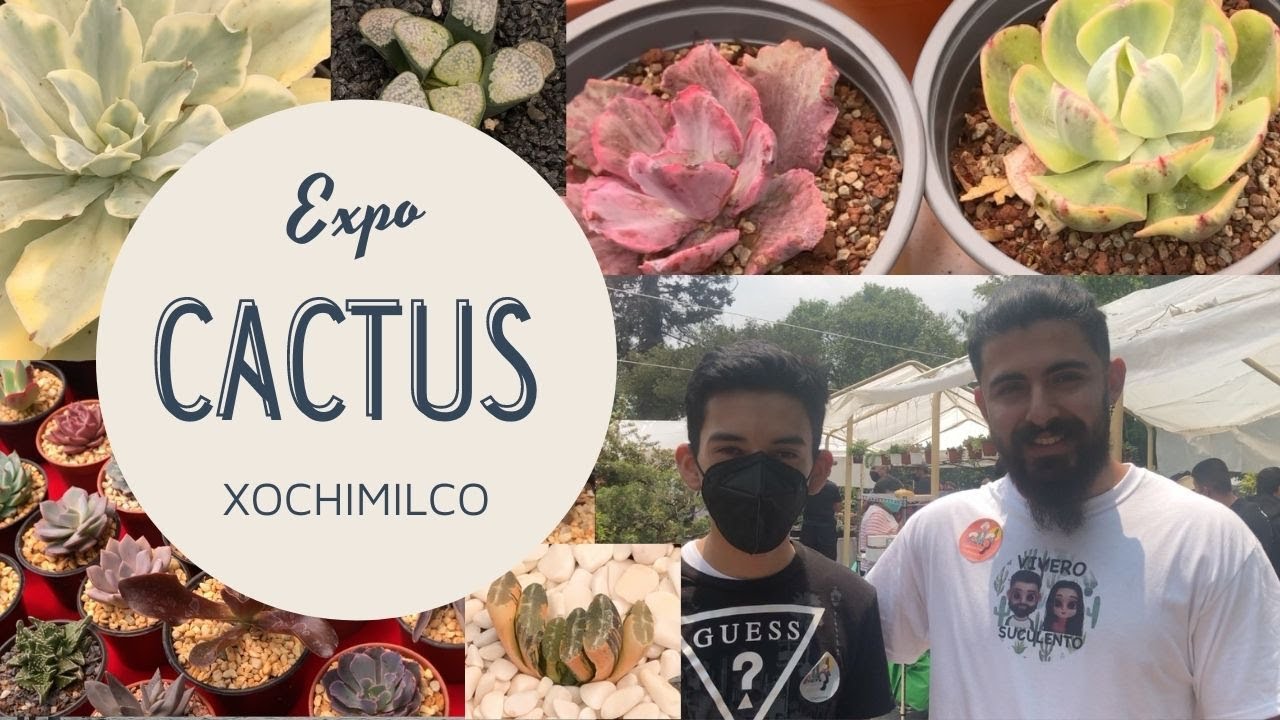EXPO SUCULENTAS Y CACTUS EN XOCHIMILCO 😱🌵🌵 - Mundo Suculento