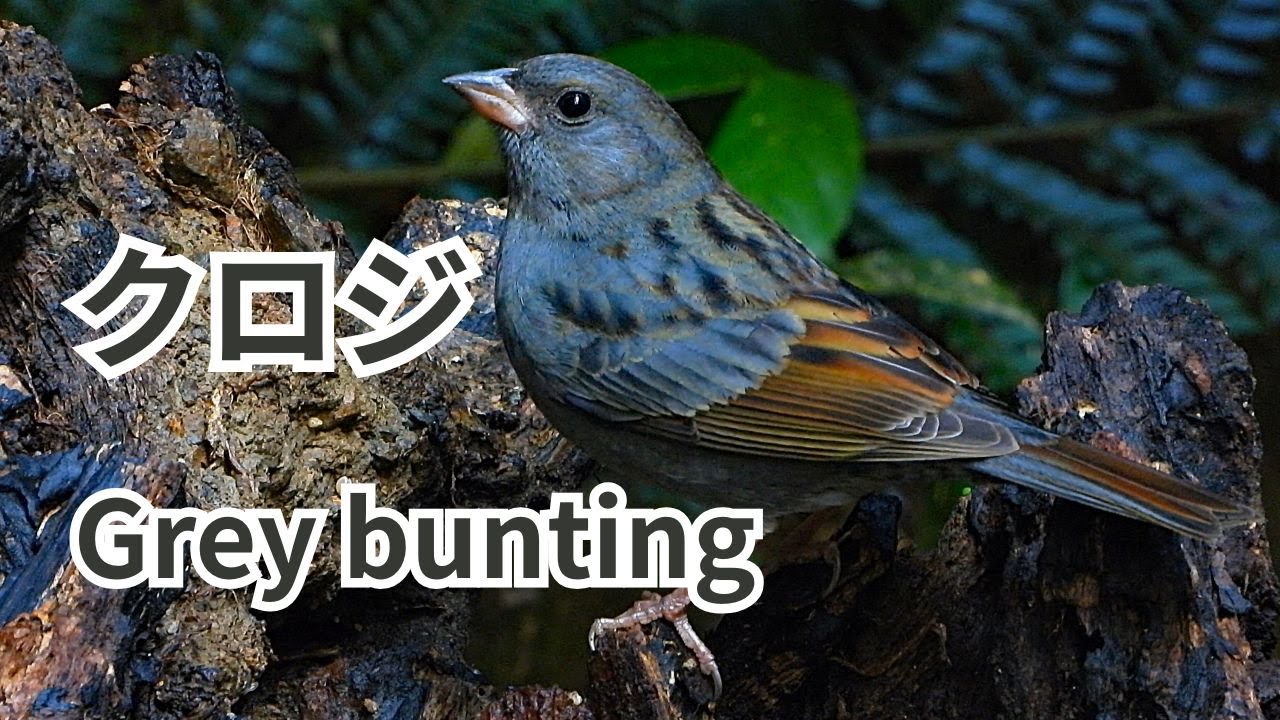 クロジ