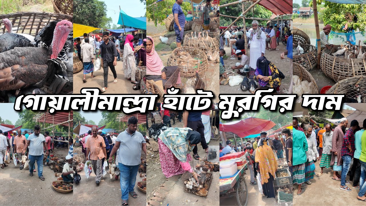 মুন্সীগঞ্জের ঐতিহ্যবাহী বিখ্যাত গোয়ালীমান্দ্রা হাঁটে হাঁস মুরগির দাম দেখুন |   dk bangla