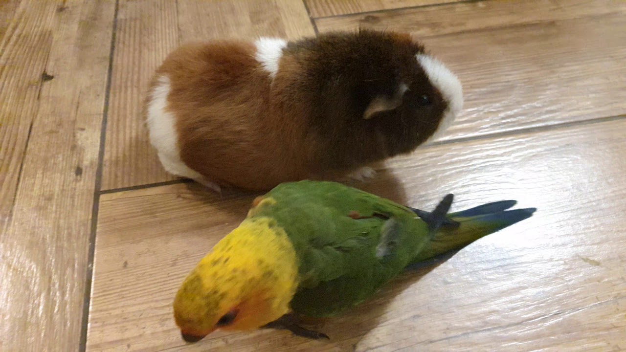 Swinka US Teddy Peggy + Konura OgnistoBrzucha Lotka