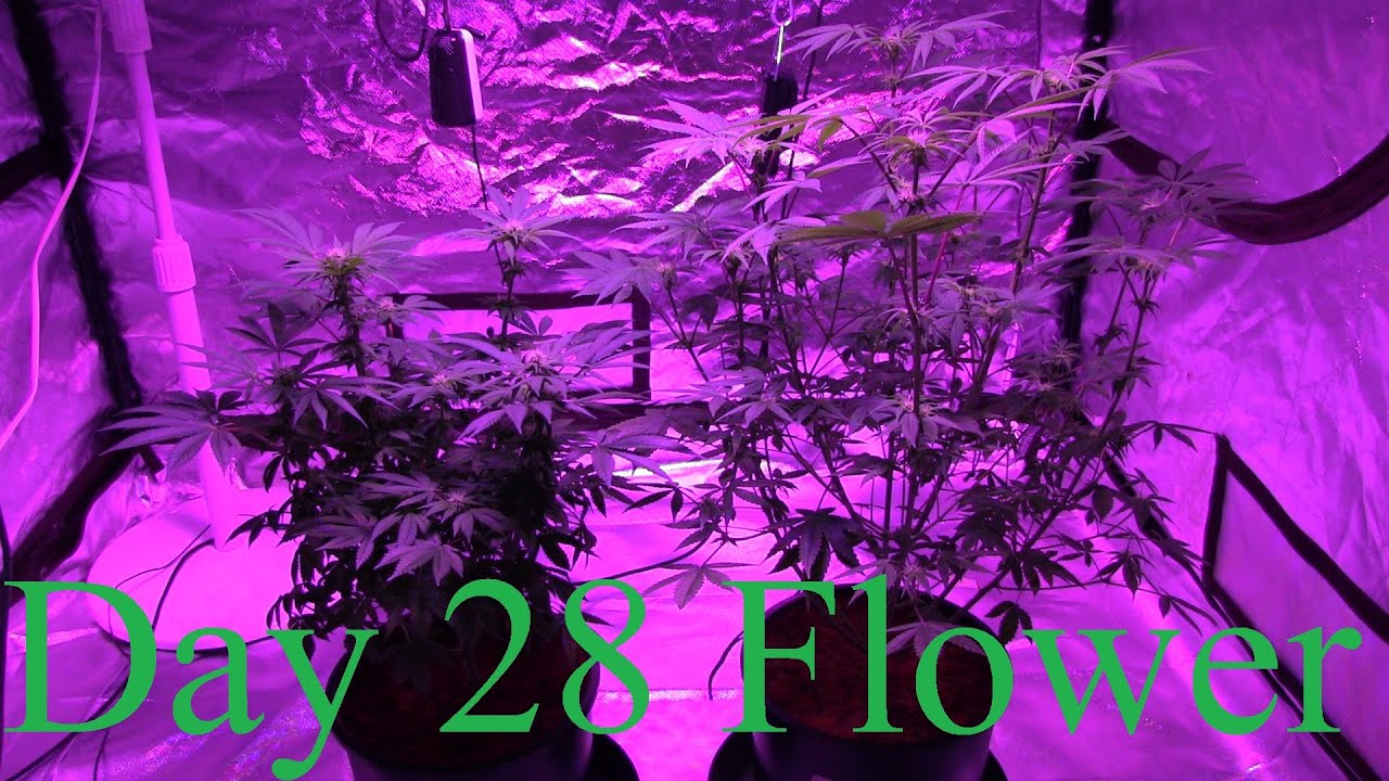 AK47 Pinewalker Hooah Day 28 Flower