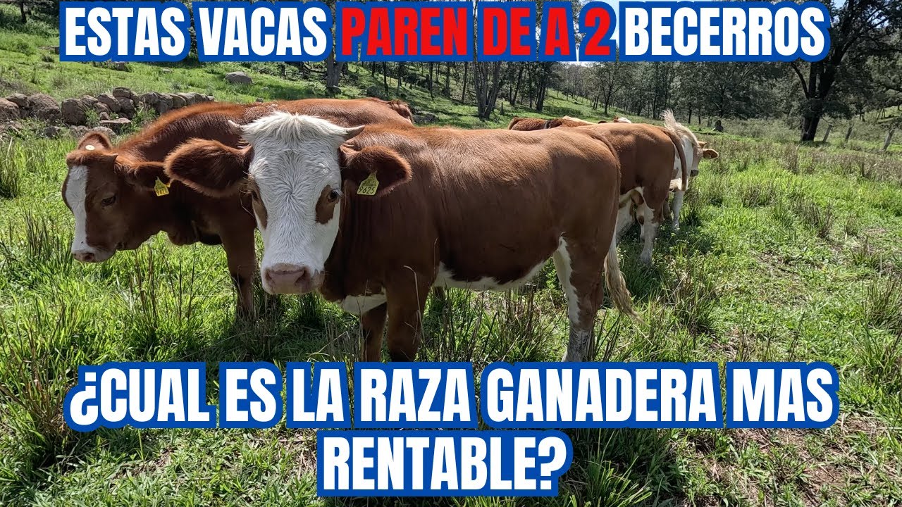 ¿Cual es la RAZA GANADERA más RENTABLE? | Vacas que PAREN de 2 BECERROS | PARTE 1 | RancheandoAndo
