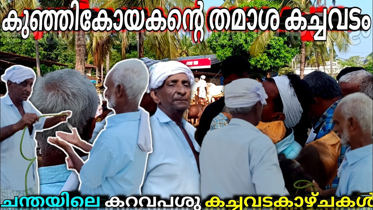 ✨കുഞ്ഞികോയകന്റെ കറവ പശു കച്ചവടകാഴ്ചകൾ Chattipparamba chanda#chattiparamba#chanda | cow market Kerala