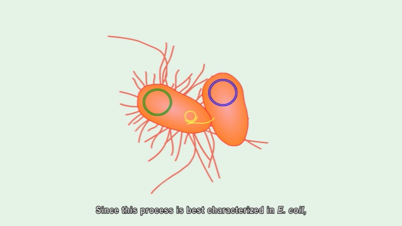Bacterial conjugation