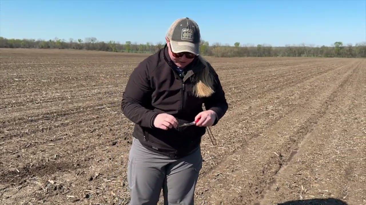 Corn Sprouted and emerging after rain and cold | April 8, 2025 report from the field on conditions