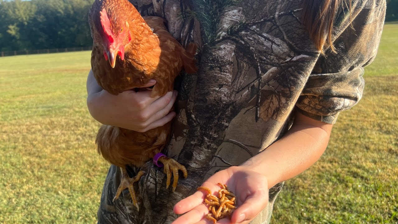 Starting Your Own Mealworm Farm For Your Chickens!!!!