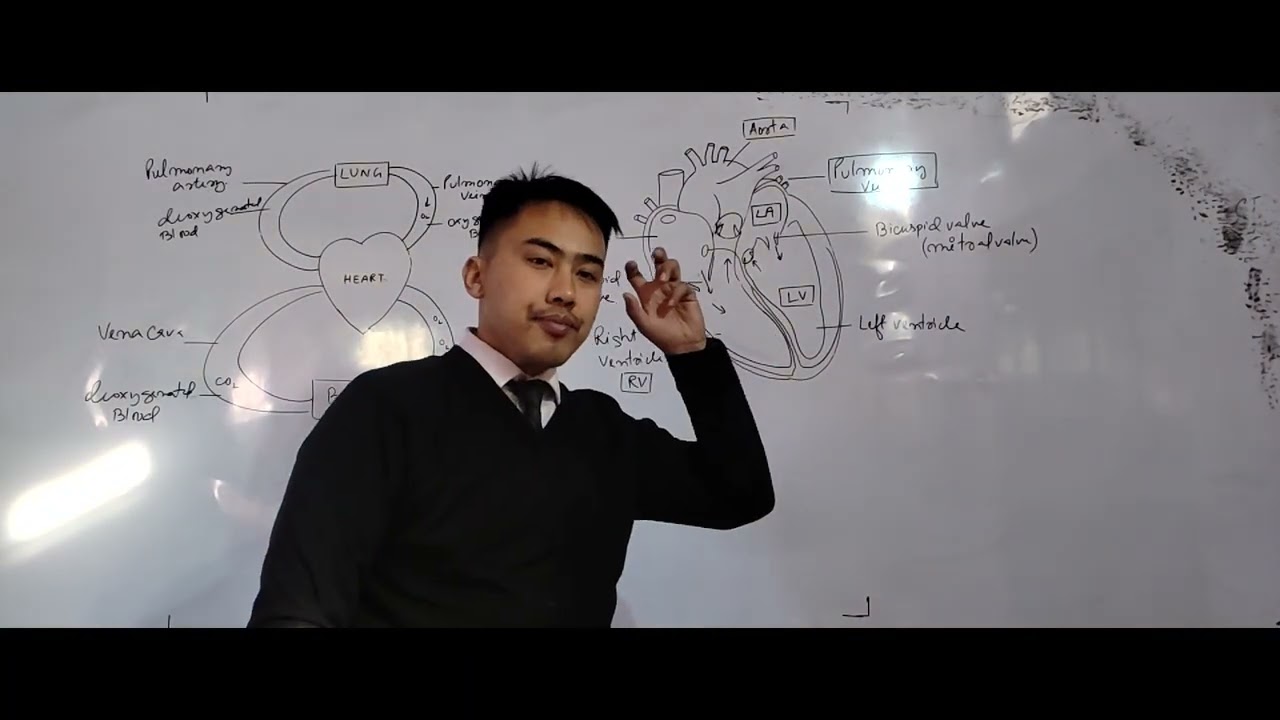 Heart chambers basic blood flow
